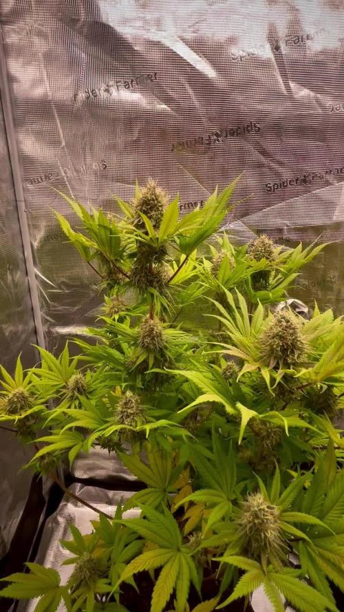 Jack Herer original genetics