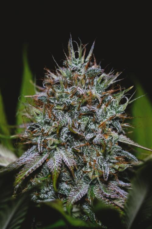 Jack Herer original genetics. Week 12