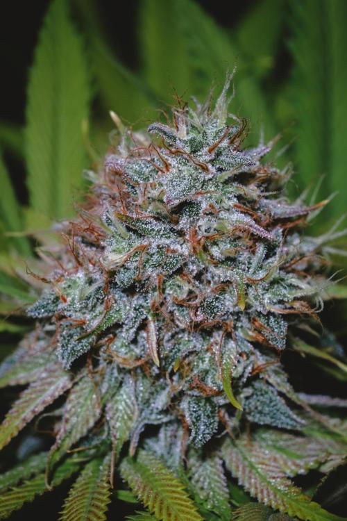 Jack Herer original genetics. Week 12