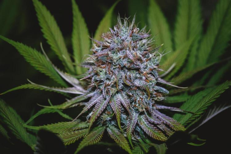 Jack Herer original genetics. Week 12
