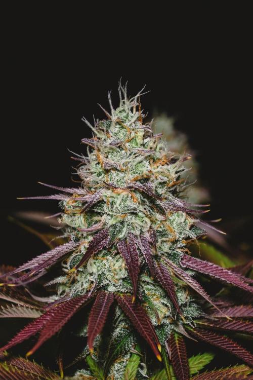 Jack Herer original genetics. Week 12