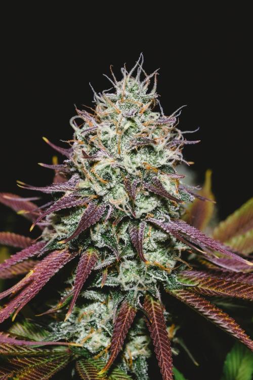 Jack Herer original genetics. Week 12