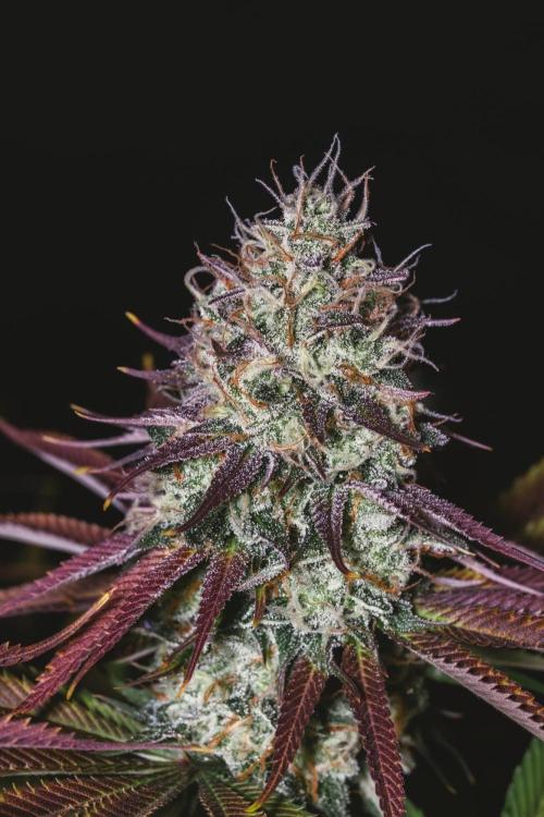Jack Herer original genetics. Week 12