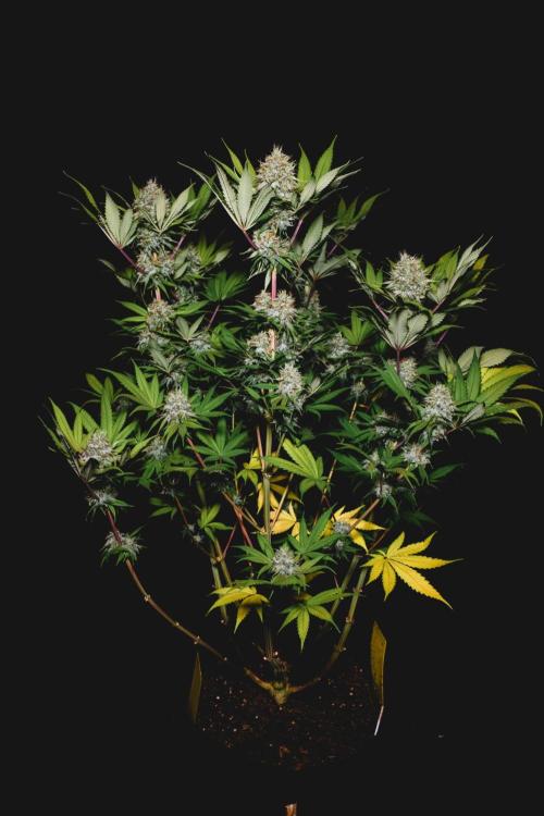 Jack Herer original genetics. Week 12