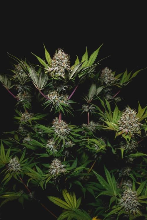 Jack Herer original genetics. Week 12