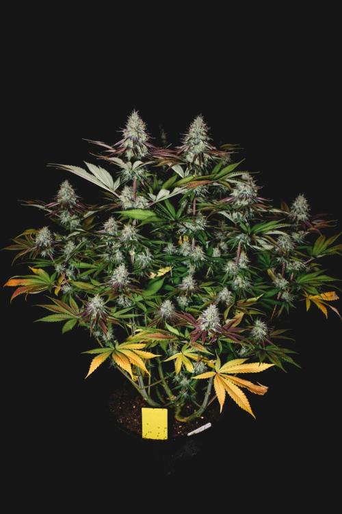 Jack Herer original genetics. Week 12