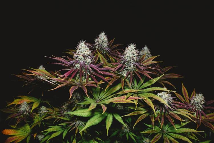 Jack Herer original genetics. Week 12