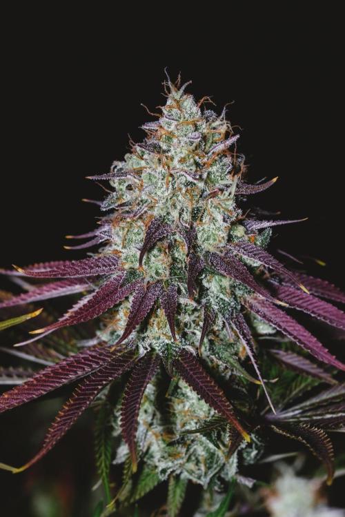 Jack Herer original genetics. Week 13