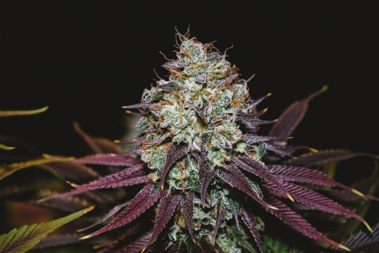 Jack Herer original genetics. Week 13