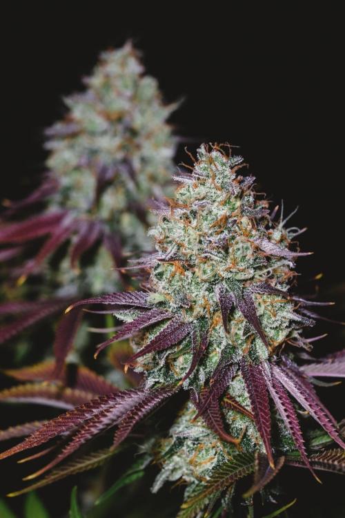 Jack Herer original genetics. Week 13