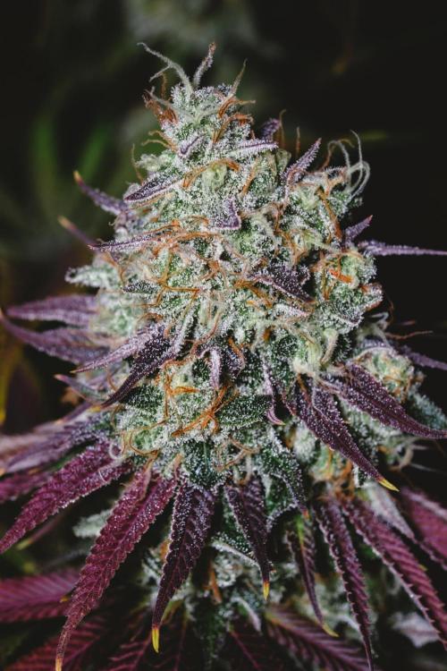 Jack Herer original genetics. Week 13