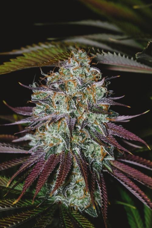 Jack Herer original genetics. Week 13