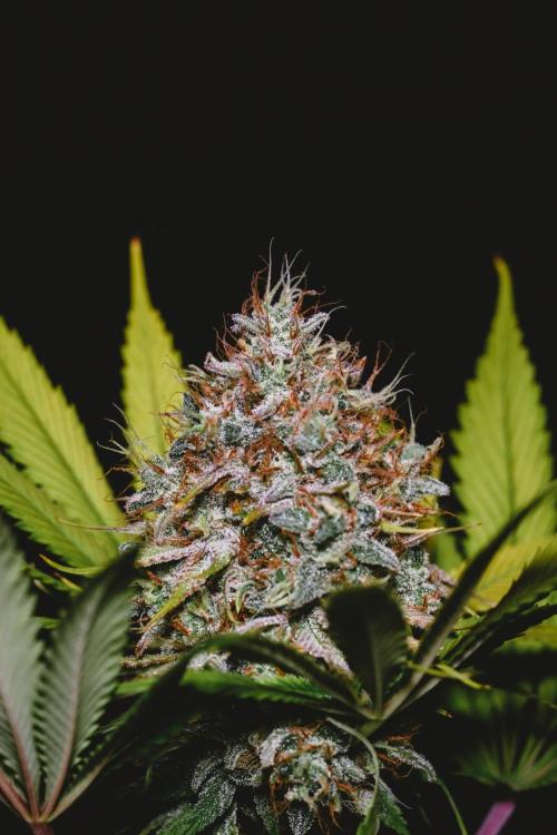 Jack Herer original genetics. Week 13