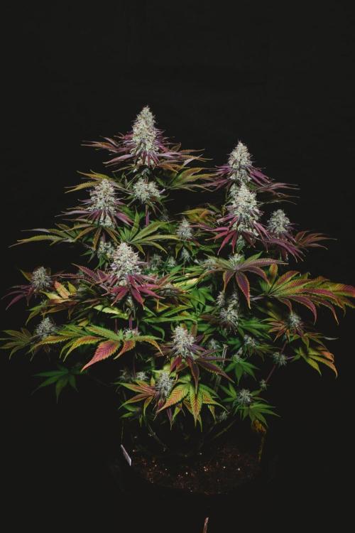 Jack Herer original genetics. Week 13