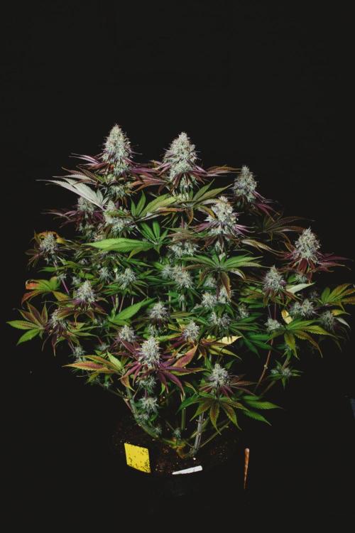 Jack Herer original genetics. Week 13