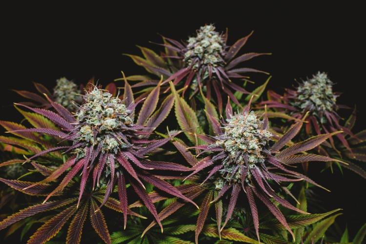 Jack Herer original genetics. Week 13