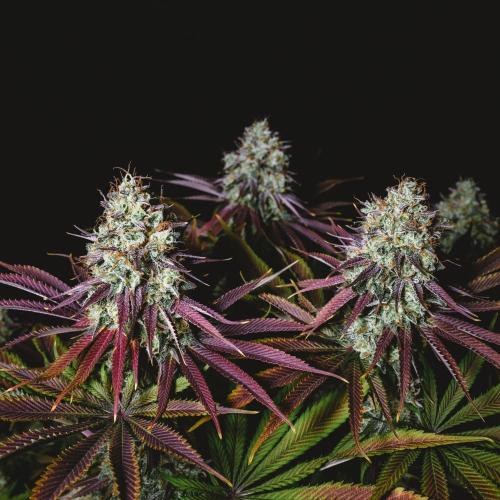 Jack Herer original genetics. Week 13