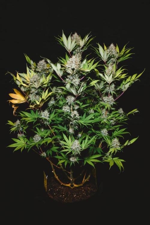 Jack Herer original genetics. Week 13