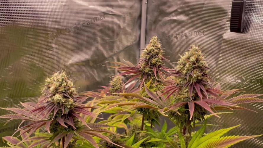 Jack Herer original genetics