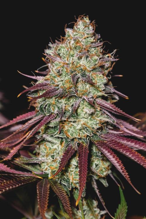 Jack Herer original genetics. Week 14