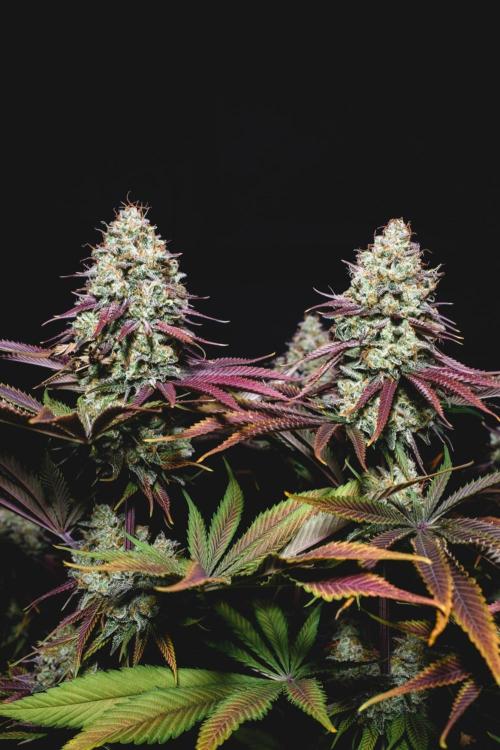 Jack Herer original genetics. Week 14