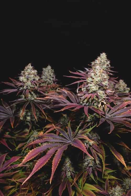 Jack Herer original genetics. Week 15