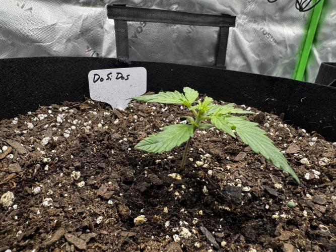 Do Si Dos and Bubba Thump. Week 1