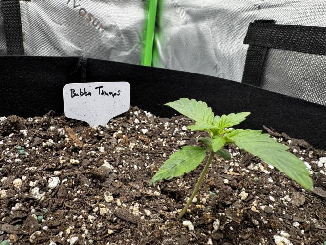 Do Si Dos and Bubba Thump. Week 1