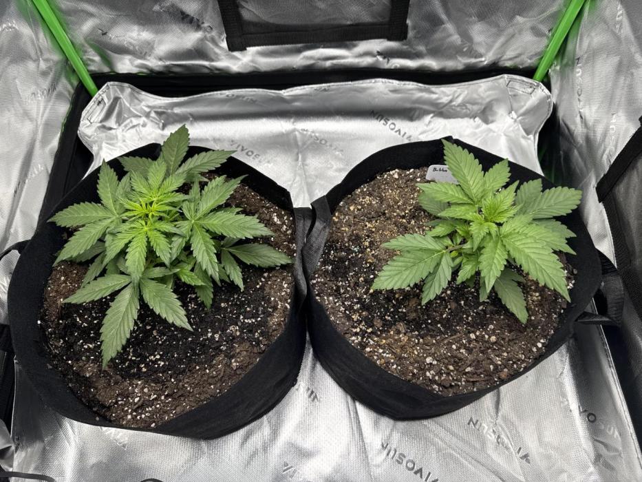 Do Si Dos and Bubba Thump. Week 2 - Into the second week of veg and they’re coming along nicely. 