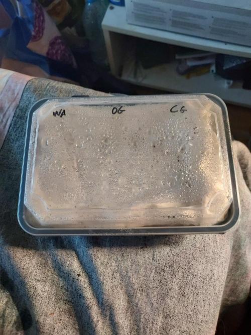 Royal AK auto. Week 0 - .