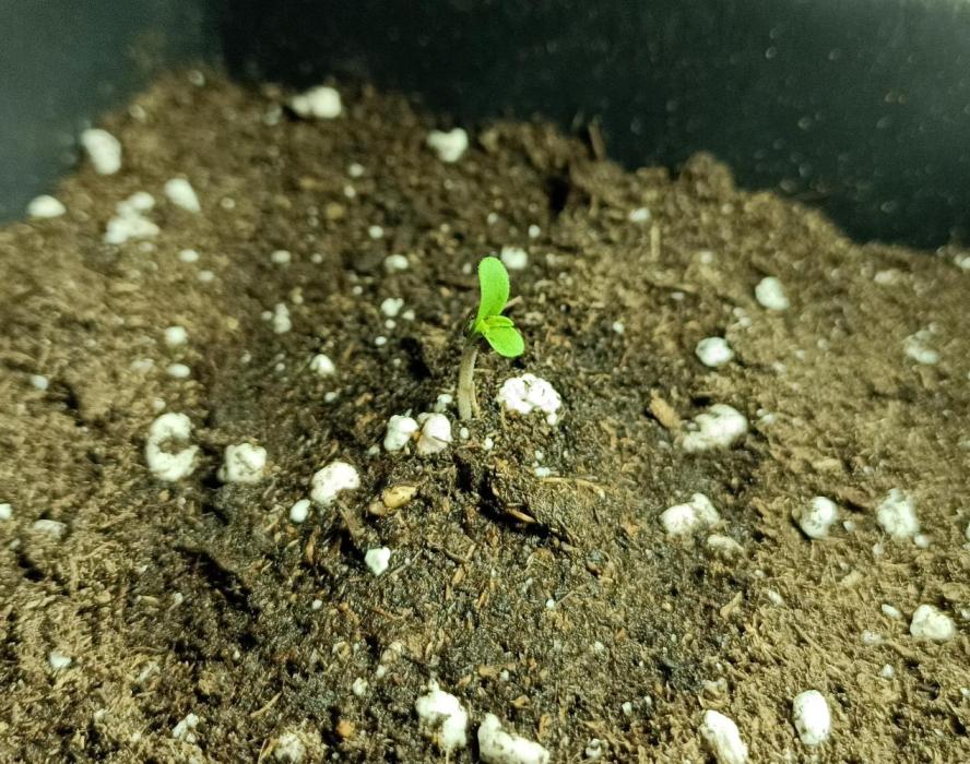 Gorilla Melon. Week 0