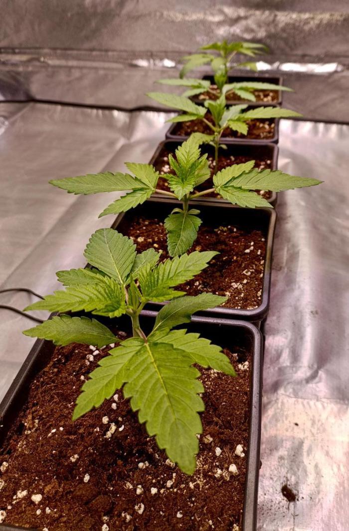 Gorilla Melon. Week 2