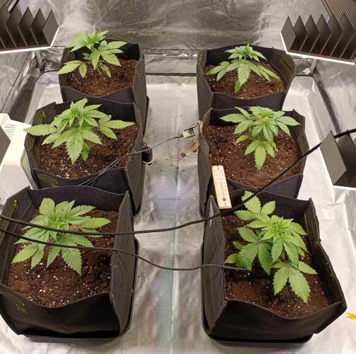 Gorilla Melon (Fast Buds). Week 3