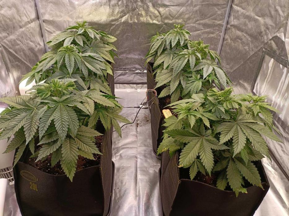 Gorilla Melon (Fast Buds). Week 4