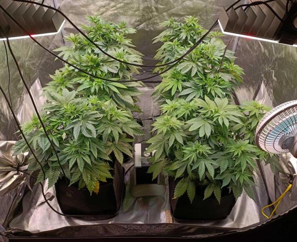 Gorilla Melon (Fast Buds). Week 5