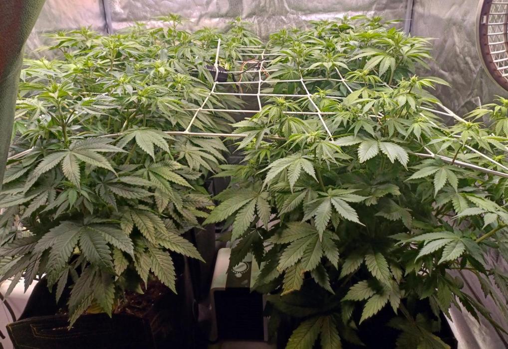 Gorilla Melon (Fast Buds). Week 6 - 1 week of flower. Started the scrogging. Need to defol in a week or so.