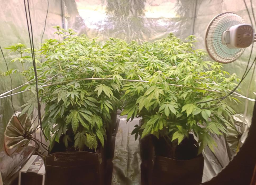 Gorilla Melon (Fast Buds). Week 8