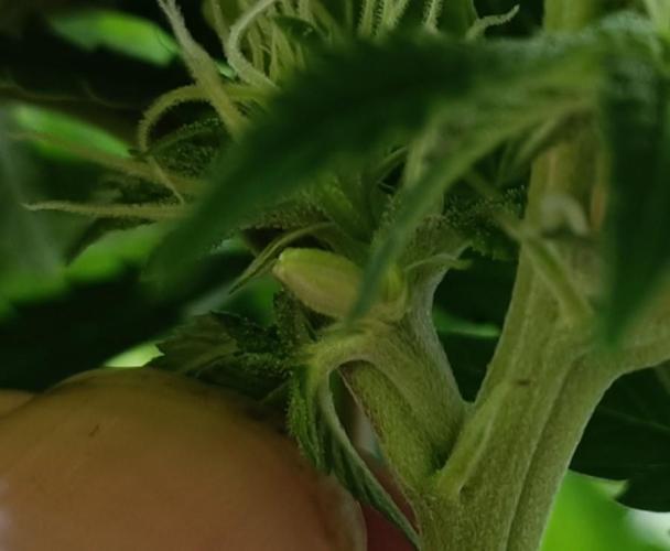 Gorilla Melon (Fast Buds). Week 9 - These were all over the affected plants.