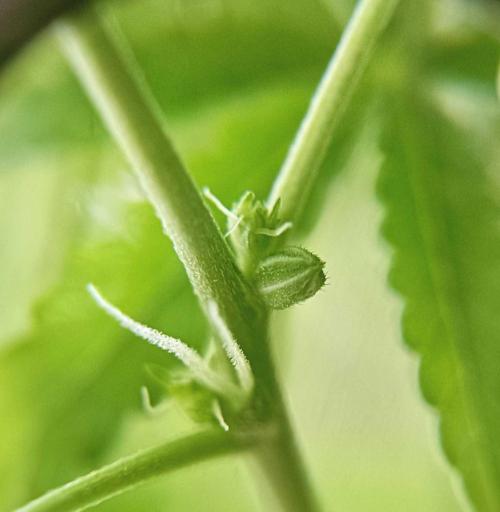 Gorilla Melon (Fast Buds). Week 9