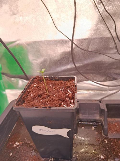 Chicken n wafflez my first indoor. Week 0