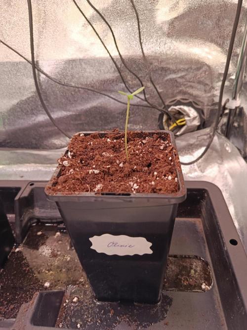 Chicken n wafflez my first indoor. Week 0