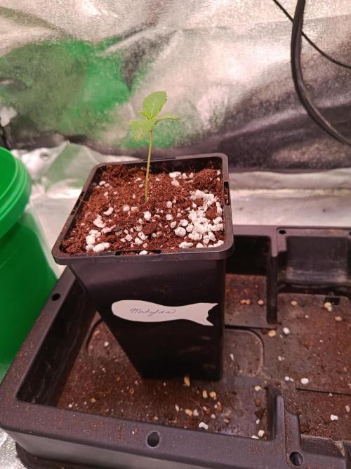 Chicken n wafflez my first indoor. Week 1