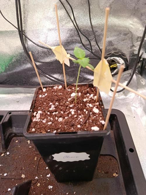 Chicken n wafflez my first indoor. Week 1