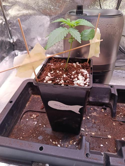 Chicken n wafflez my first indoor. Week 2