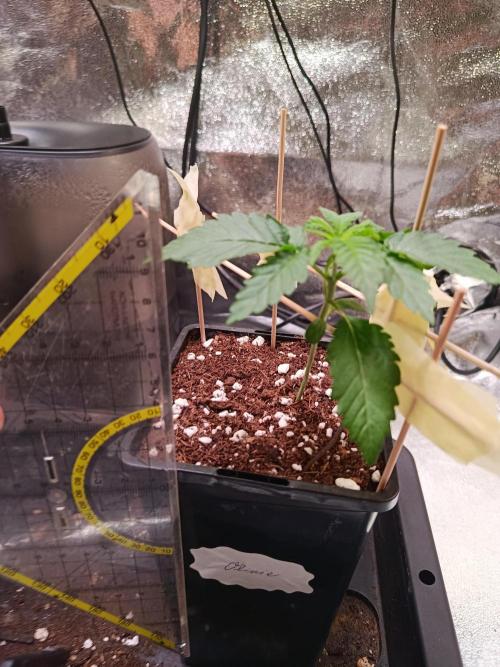 Chicken n wafflez my first indoor. Week 2