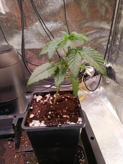 Chicken n wafflez my first indoor. Week 3