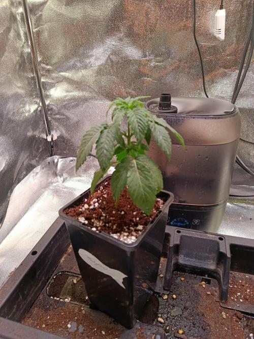 Chicken n wafflez my first indoor. Week 3