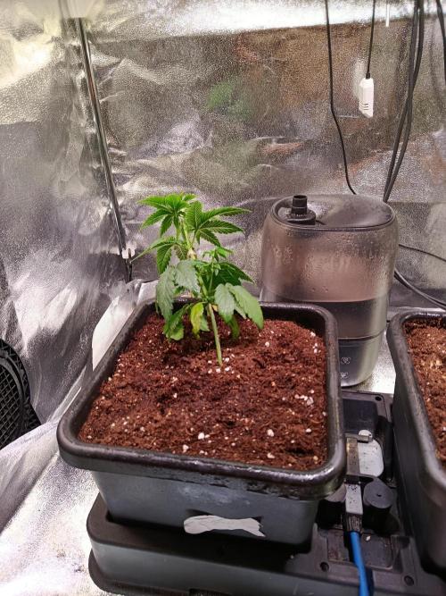 Chicken n wafflez my first indoor. Week 4