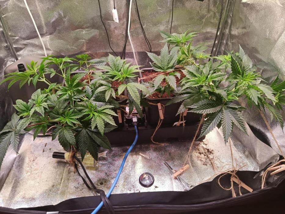 Chicken n wafflez my first indoor. Week 6