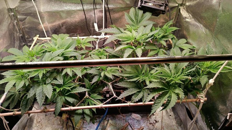 Chicken n wafflez my first indoor. Week 7